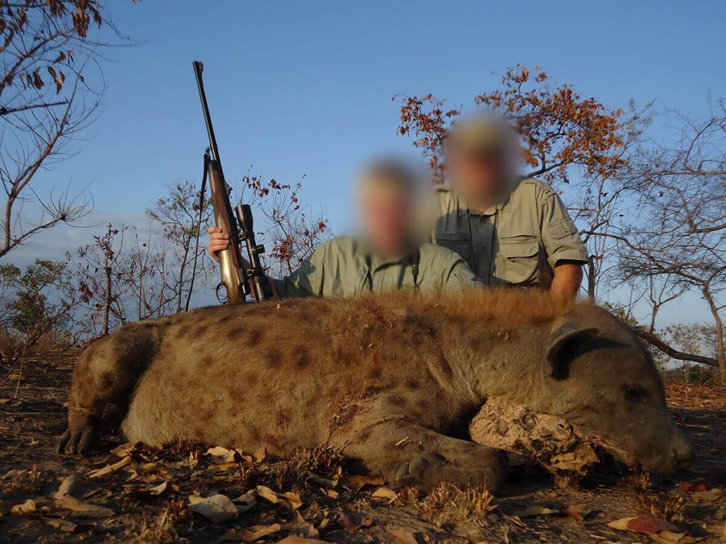 hyena hunted with pvt hunting safaris